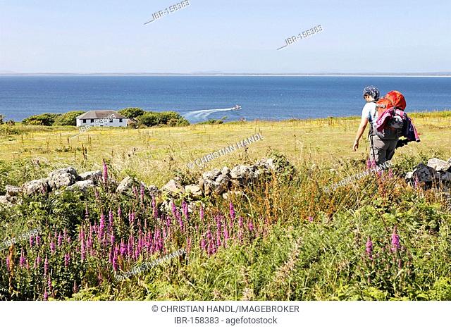 A hiker walks to the only house on the island, Saltee Islands, Inseln, Wexford, Ireland