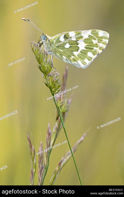 Eastern Bath White (Pontia edusa) sitting on grass, Istria, Croatia, Europe