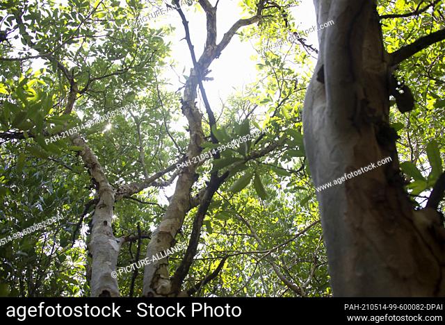 18 February 2021, Kenya, Gazi: The sun filters through mangroves in Gazi, in the south-eastern coast of Kenya. The trees can store carbon