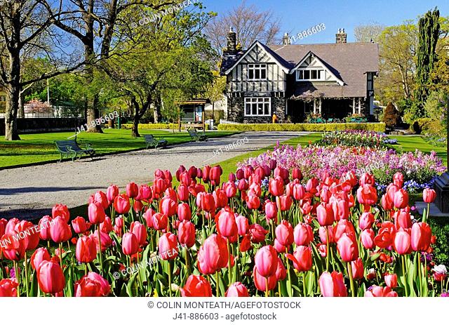 Tulips in spring in Hagley Park Curators House restaurant behind Christchurch New Zealand