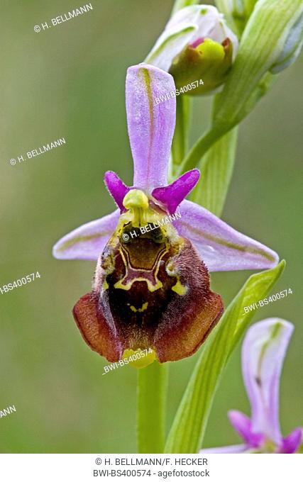 later spider orchid (Ophrys holoserica, Ophrys holosericea, Ophrys fuciflora), flower, Germany