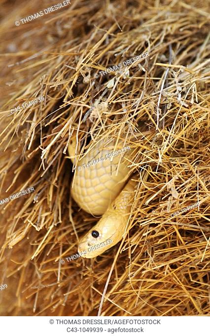 Cape Cobra Naja nivea - Raiding a huge communal nest of Sociable Weavers Philetairus socius  Its venom is neurotoxic and fatal in humans  Kalahari Desert