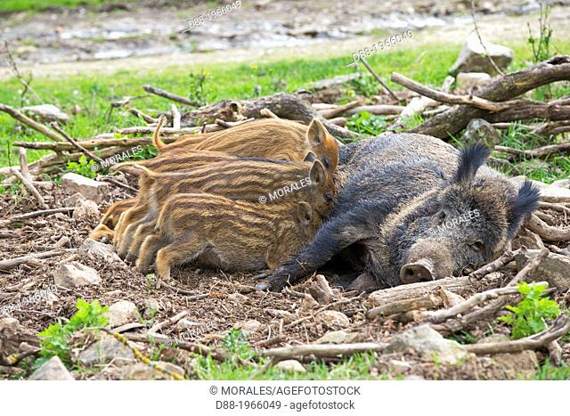 France, Haute Saone, Private park , Wild Boar ( Sus scrofa ) , sow and babies ( piglets ) , female nursing