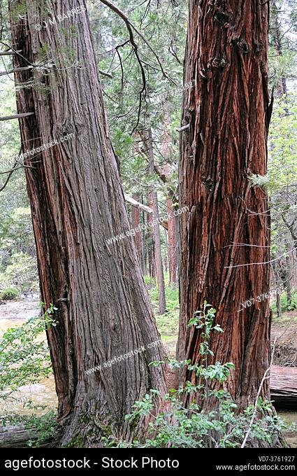 Incense cedar (Calocedrus decurrens or Libocedrus decurrens) is an evergreen conifer native to western USA and parts of northern Baja California (Mexico)
