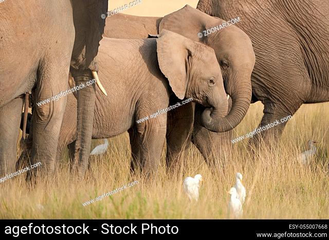 Elephant Baby Amboseli - Big Five Safari -Baby Savanna Gras African bush elephant Loxodonta africana Mother Love
