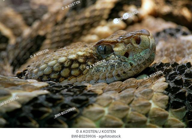 timber rattlesnake Crotalus horridus, portrait