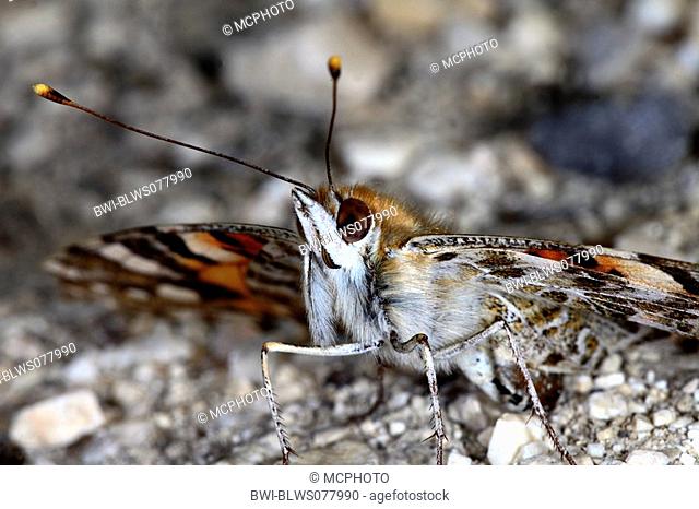 painted lady, thistle Cynthia cardui, Vanessa cardui, front view, Germany, Baden-Wuerttemberg