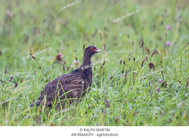 Common Pheasant (Phasianus colchicus), Germany, first-year male standing in green grass with small purple flowers