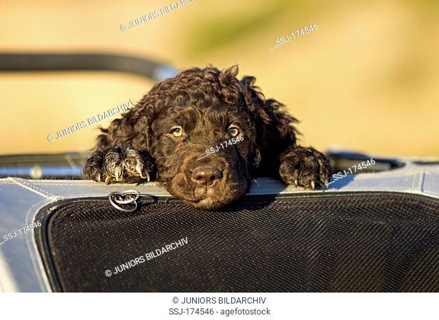 Irish Water Spaniel, Irish Water Spaniel. Puppy looking out from bicycle trailer