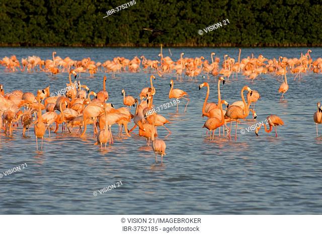 American flamingos (Phoenicopterus ruber), Celestún Biosphere Reserve, Celestún, Yucatan, Mexico