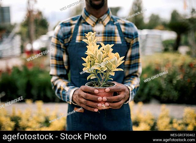 Young male farmer holding potted plant in nursery