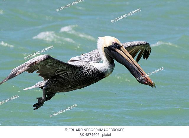 Brown Pelican (Pelecanus occidentalis), flies over water, Rio Lagartos, Yucatan, Mexico