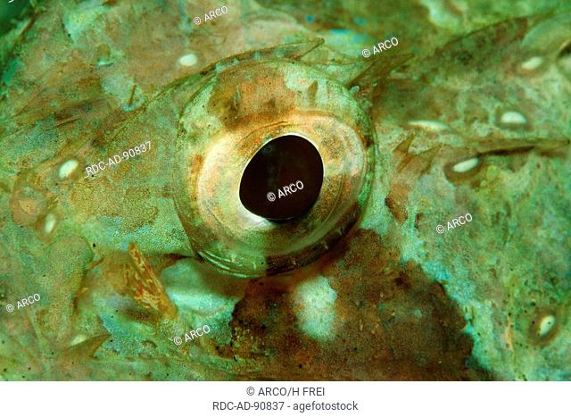 Eye of Black-blotched Porcupinefish, Indonesia, Diodon liturosus