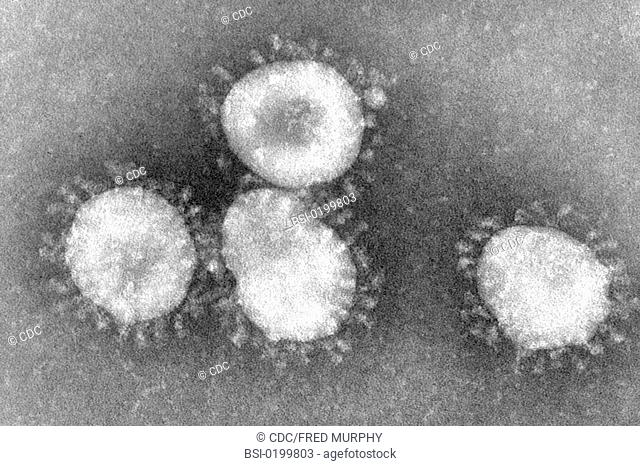 CORONAVIRUS<BR>The coronaviruses owe their name to the the crown-like projections, visible under microscope, that encircle the capsid