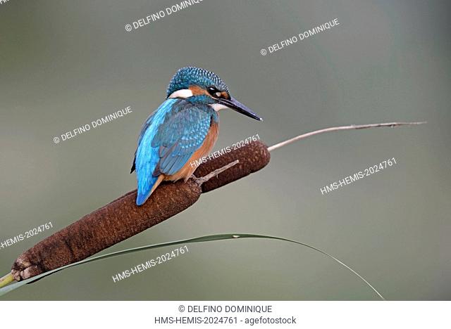 France, Doubs, natural space of Allan, Brognard, Kingfisher (Alcedo atthis), juvenile perched on a hill overlooking the water surface on the lookout for prey...