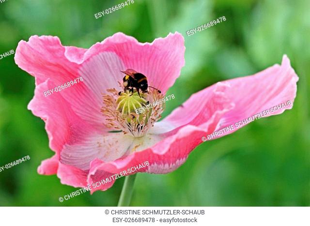 hummel in opium poppy flower (papaver somniferum)