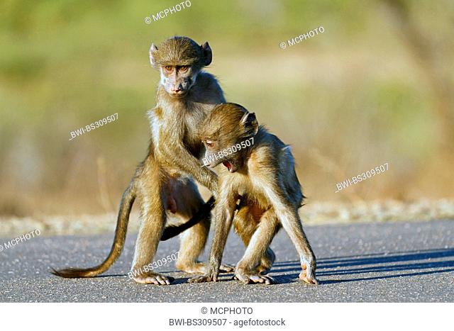 Chacma baboon, anubius baboon, olive baboon (Papio ursinus, Papio cynocephalus ursinus), two youngs bickering, South Africa, Krueger National Park