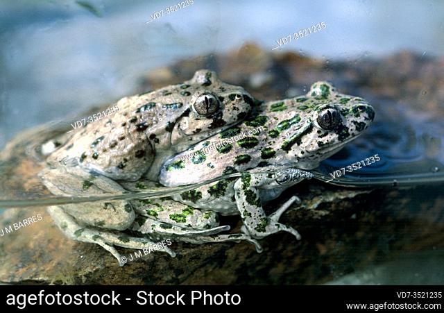 Common parsley frog (Pelodytes punctatus) on amplexus. This small frog is native to France, Portugal and Spain. This photo was taken in Banyoles