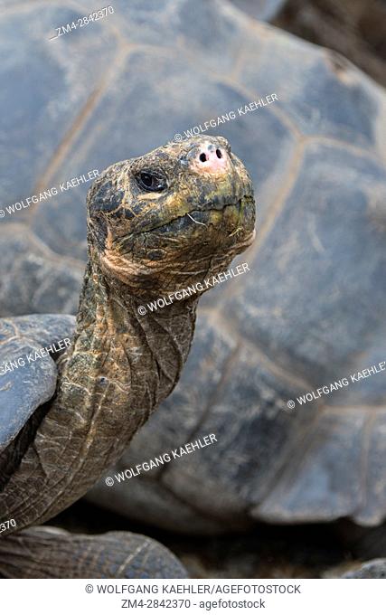 Close-up of a Giant tortoise at the Charles Darwin Research Station in Puerto Ayora on Santa Cruz Island (Indefatigable) in the Galapagos Islands, Ecuador
