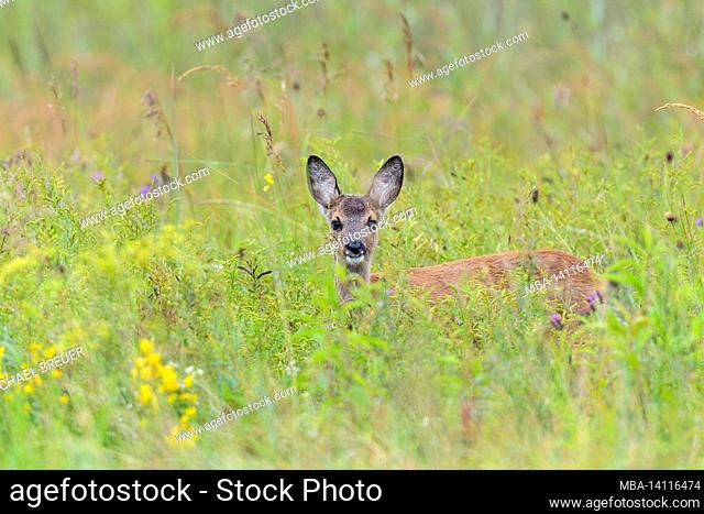 fawn (capreolus capreolus) in a meadow, august, summer, hesse, germany, europe