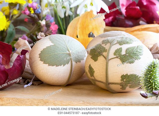 Preparation of Easter eggs for dying with onion peels: eggs with a pattern of fresh herbs, onion peels, coltsfoot, lungwort and snowdrop flowers in the...