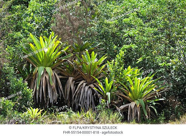 Giant Tank Bromeliad Brocchinia micrantha growing in tropical forest, Kaieteur N P , Guiana Shield, Guyana, october