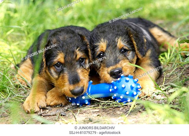 Airedale Terrier. Two puppies with blue toy bone, lying in grass. Germany
