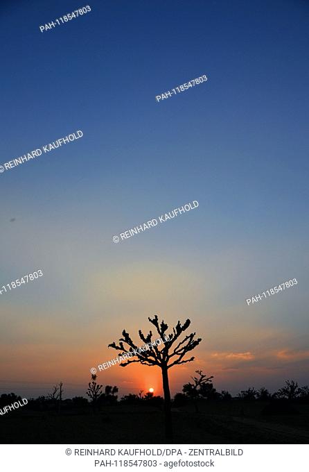 Sunset in the Thar - desert near Mandawa in northern India - in the foreground an Indian acacia, taken on 06.02.2019 | usage worldwide