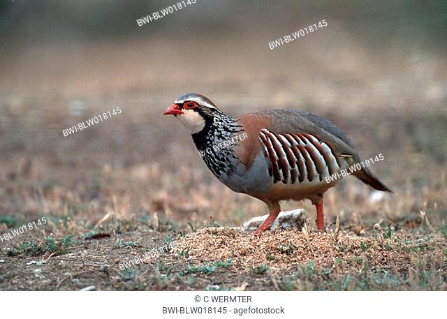 red-legged partridge Alectoris rufa, running, Mai 99
