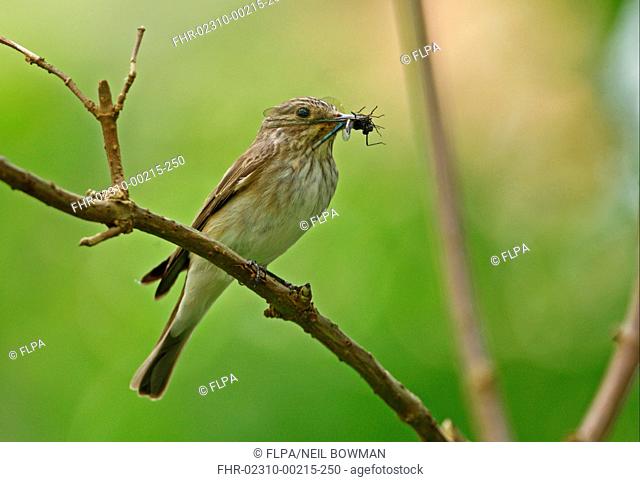 Spotted Flycatcher Muscicapa striata adult, with Banded Demoiselle Calopteryx splendens in beak, perched on twig, Suffolk, England, July