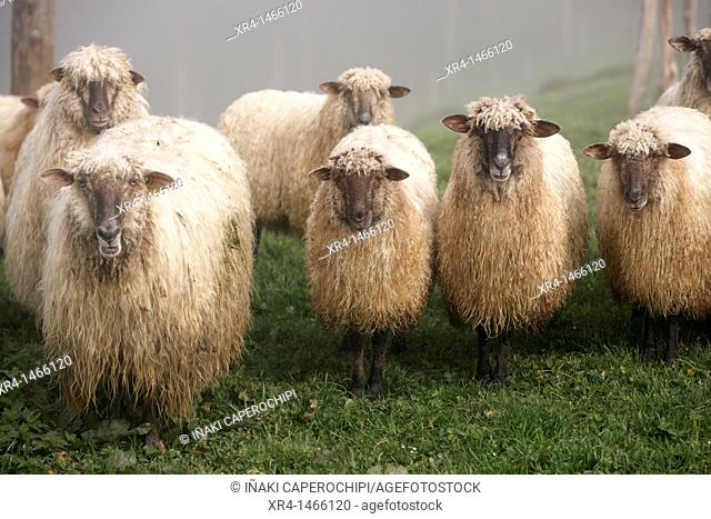 Latxa Sheep in the Massif of Izarraitz, Guipuzcoa, Gipuzkoa, Euskadi, Basque Country, Spain