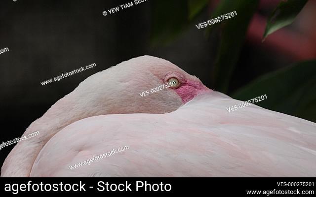 Close up Greater Flamingo open the eye