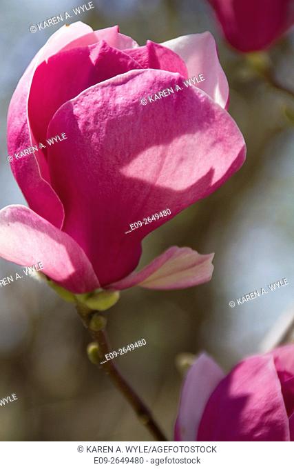 blossom on magnolia tree (possibly Jane Magnolia), springtime, Bloomington, Indiana