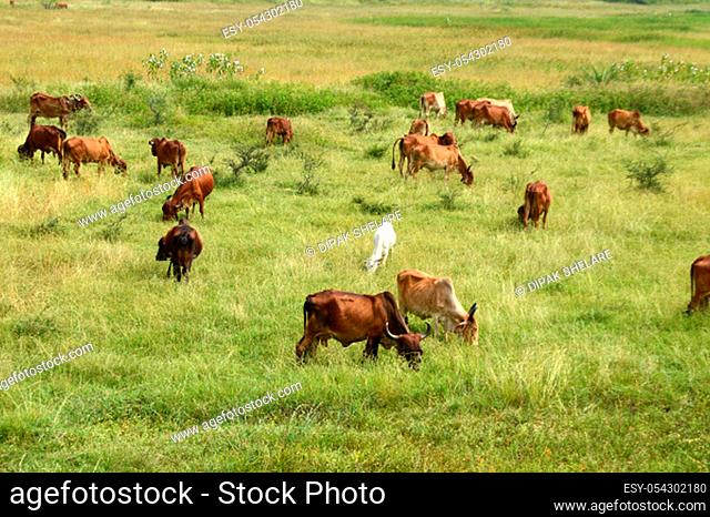 Cows and bulls are grazing on a lush grass field