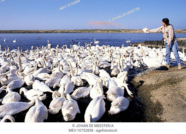 Mute Swans - being fed at Swannery (Cygnus olor)
