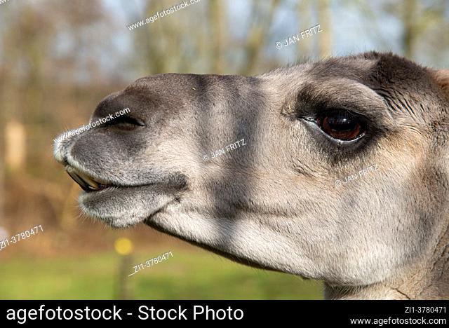 close up of lama at farm in Holland