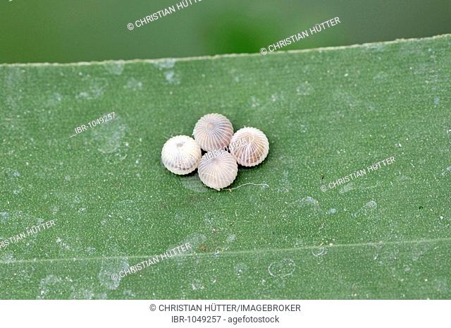 Owl Butterfly eggs (Caligo memnon)
