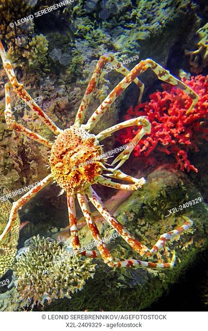 Japanese spider crab. Scientific name: Macrocheira kaemferi. Vinpearl Land Aquarium, Phu Quoc, Vietnam