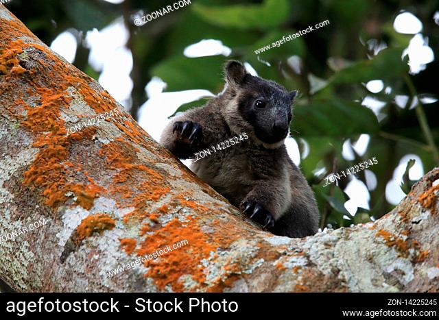 A Lumholtz's tree-kangaroo (Dendrolagus lumholtzi) cub high in a tree in a dry forest Queensland