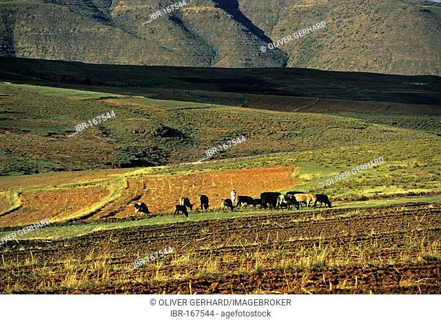 Shepherd with cattle in the Maluti mountains, Lesotho, Africa