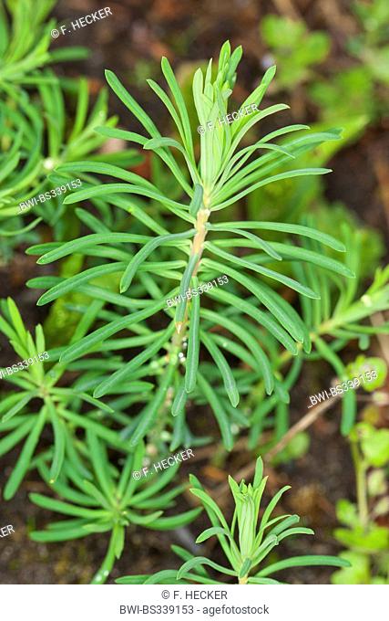 cypress spurge (Euphorbia cyparissias), young leaves before flowering, Germany