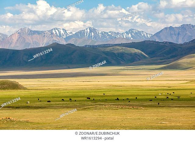 Cows pasturing in mountains