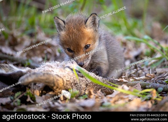 28 April 2021, Brandenburg, Potsdam: A fox cub gnawing on a deer head that the doe apparently brought to the den. The red fox is one of the most widespread...