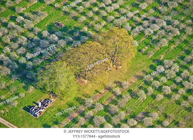 Aerial view, spring-time orchards, Mason county, Michigan, USA