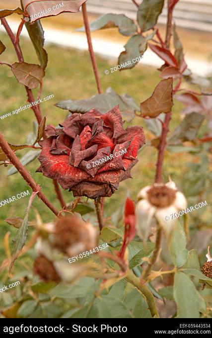 Beautiful dark red rose in the garden, selective focus, vintage color, dying plant in autumn, sad fall mood. Roses wilting in autumn garden