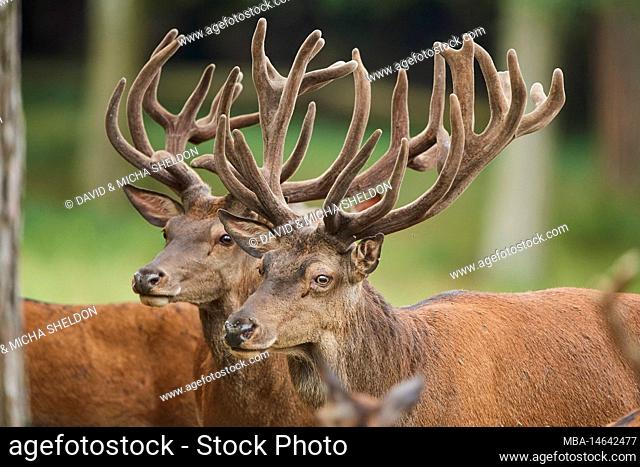 Red deer (Cervus elaphus), deer, meadow, clearing, standing, view camera