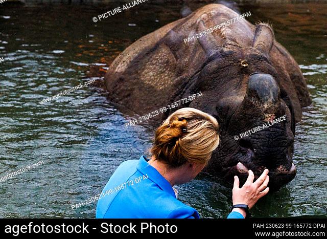 23 June 2023, Berlin: Franziska Giffey (SPD), Senator for Economic Affairs of Berlin, touches the glass pane in front of the tank with a tank rhinoceros...
