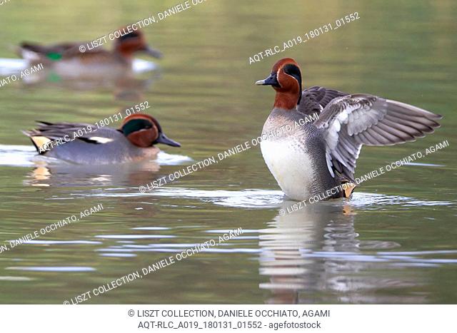 Male Common Teal