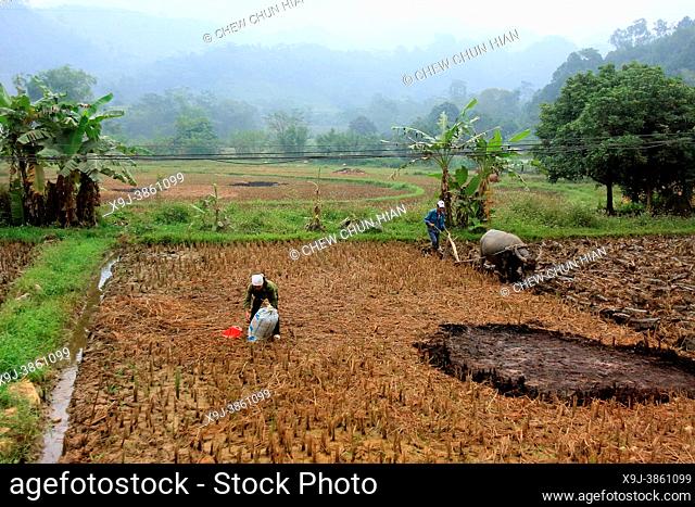 Farmer working in a rice field, near Bac Ha, Lao Cai Province, Vietnam, Asia