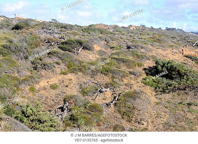 Torrey pine (Pinus torreyana) is an endangered species endemic to San Diego (Torrey Pines State Natural Reserve) and Santa Rosa Island, California